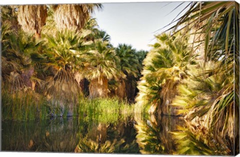 Framed Palms Reflecting Print