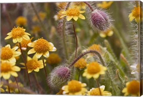 Framed Antelope Valley Wildfowers Print