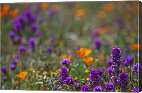Framed Poppies Purple Forground Print