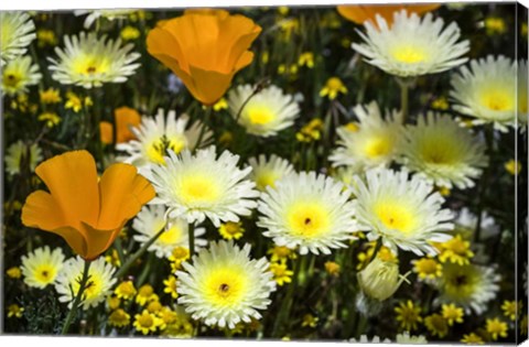 Framed Poppies and Daisies Print