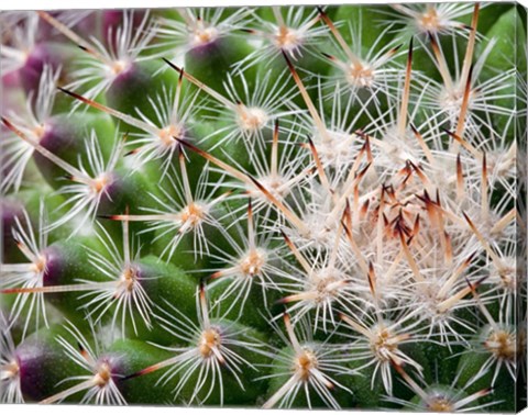Framed Cactus I Print