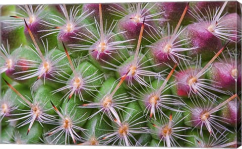 Framed Cactus II Print