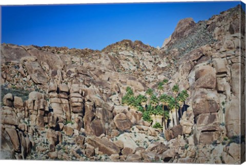 Framed Desert Oasis Print