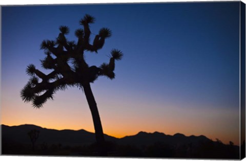 Framed Joshua Tree II Print
