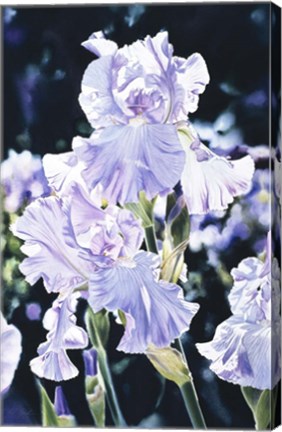 Framed Iris Print