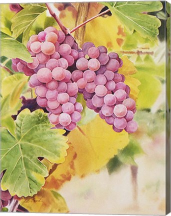 Framed Fresh From The Vine Print