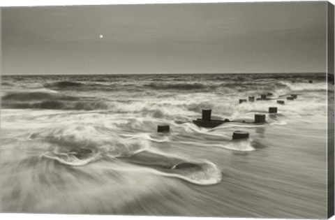 Framed Pelican Chorus Print