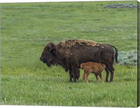 Framed Baby Bison Nursing Print