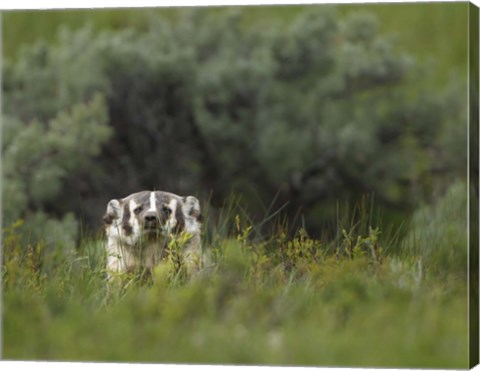 Framed Badger Peek a Boo Print