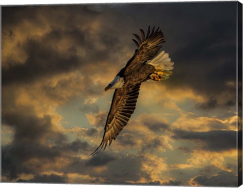 Framed Bald Eagle at Sunset Print