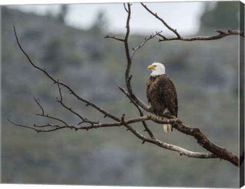 Framed Bald Eagle Perched Print