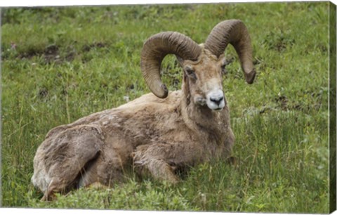 Framed Big Horn Ram Yellowstone Print