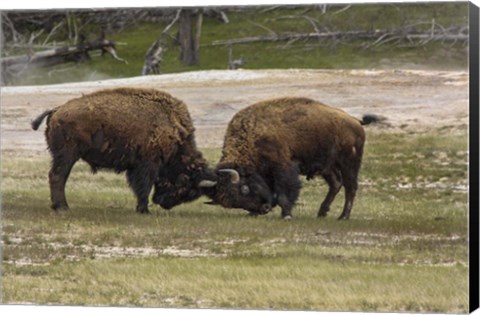 Framed Bison Bulls Sparing Print
