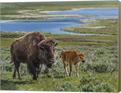 Framed Bison Cow and Calf Print