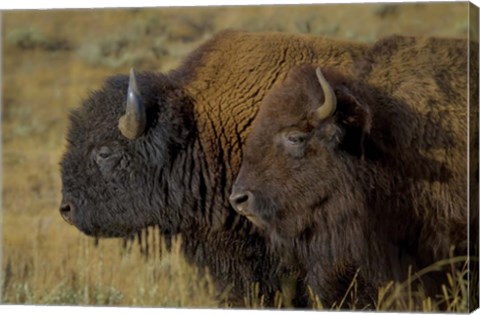 Framed Bison Duo Print