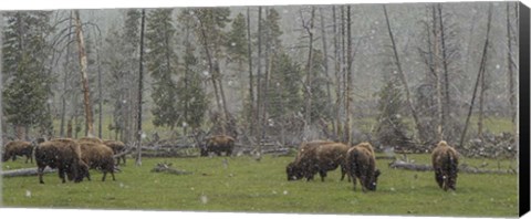 Framed Bison Grazing in Snow Print