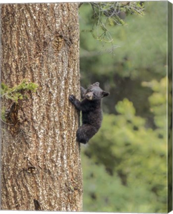 Framed Black Bear Cub Climbing Print