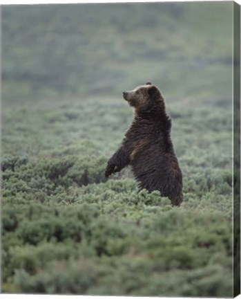 Framed Black Bear Cub Upright Print