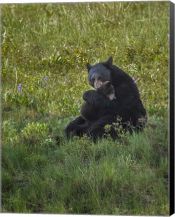 Framed Black Bear Hugging Cub Print