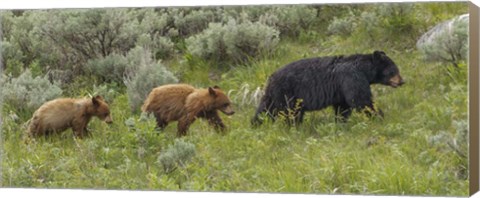 Framed Sow and Cubs Walking Print