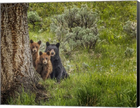 Framed Sow and Cubs Family Print