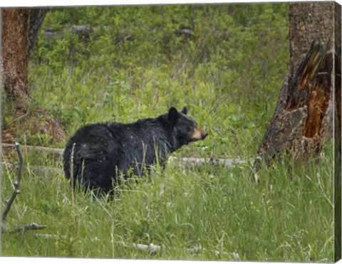 Framed Black Bear Sow Watching Cubs Print
