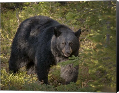 Framed Black Bear Sow Print