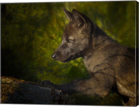 Framed Black Wolf Pup Print
