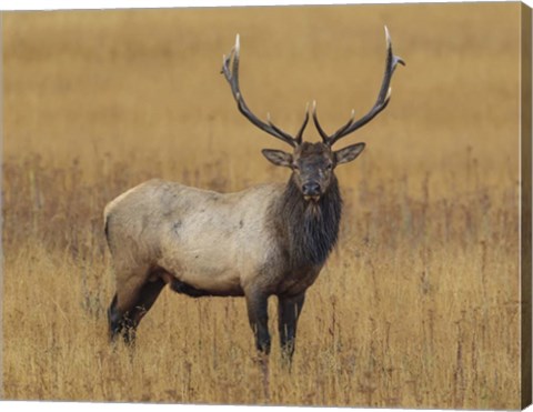 Framed Bull Elk Print