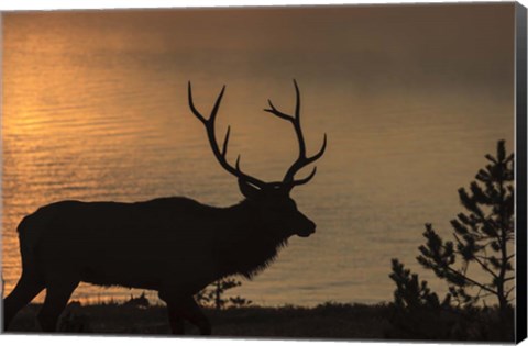 Framed Bull Elk at Sunrise Print