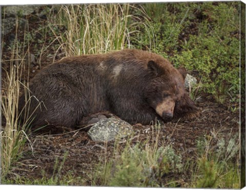 Framed Cinnamon Bear Sleeps Print