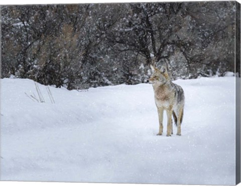 Framed Coyote in Snow Print