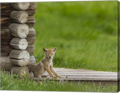 Framed Coyote Pup on Log Cabin Porch Print