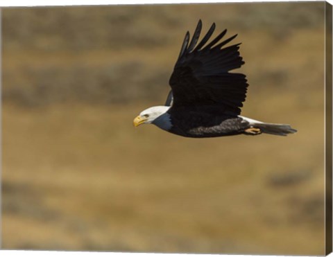 Framed Eagle Flying Print
