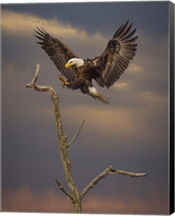 Framed Eagle Landing on Branch Print