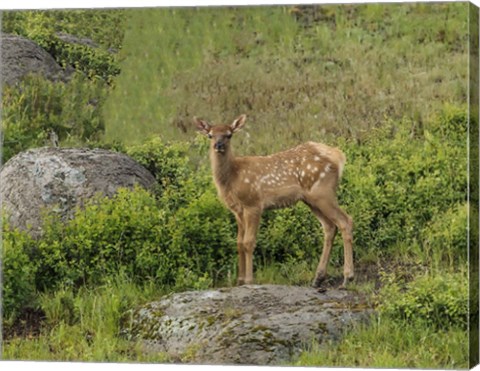 Framed Elk Calf Print