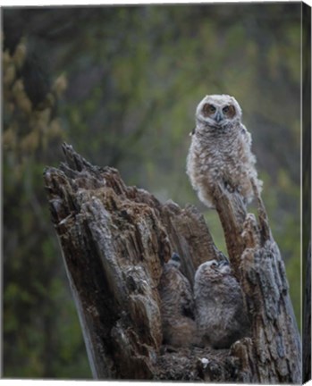 Framed Great Horned Owlets Print
