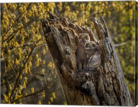 Framed Great Horned Owlets 2 Print