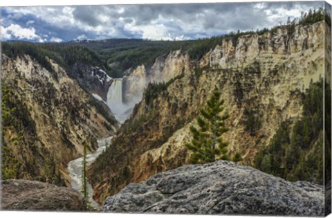 Framed Lower Falls YNP Grand Canyon Print