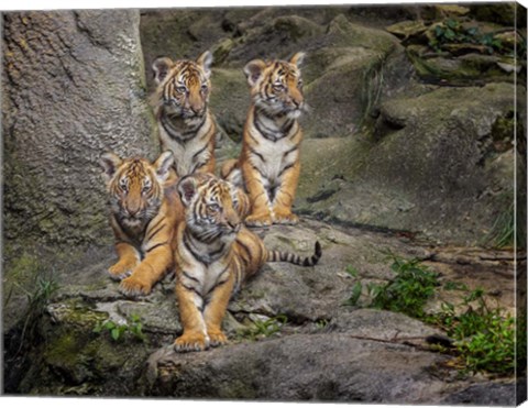 Framed Malayan Tiger Cubs Oil Paint Print