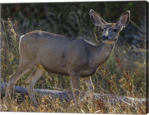 Framed Mule Deer YNP Print