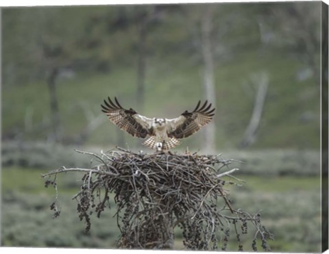 Framed Osprey Lands on Nest With Chick Print