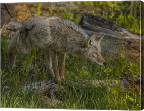 Framed Stalking Coyote Print