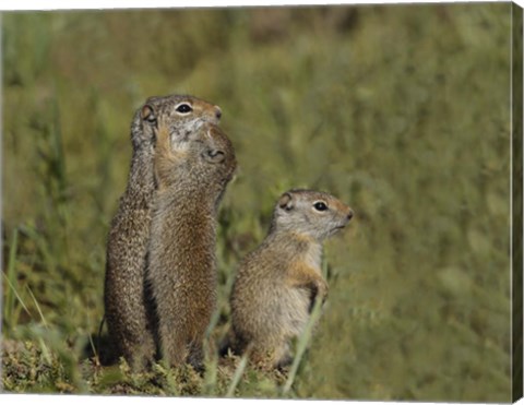 Framed Ground Squirrel Baby Kisses Mom Print