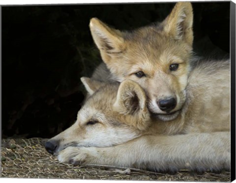 Framed Wolf Pup Brothers Print