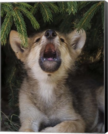 Framed Wolf Pup Howls Print