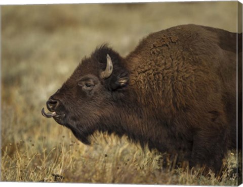 Framed Yellowstone Bison Tongue Out Print