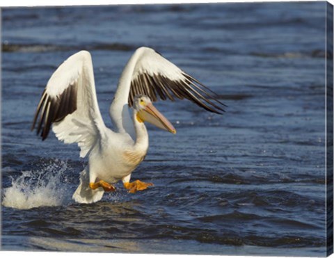Framed Pelican GIO Print