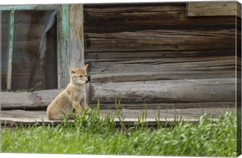 Framed Coyote By Log Cabin Door Print