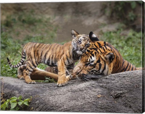 Framed Malayan Tiger Cub: Priceless Print